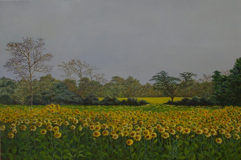 FieldsOfYellow.jpg
