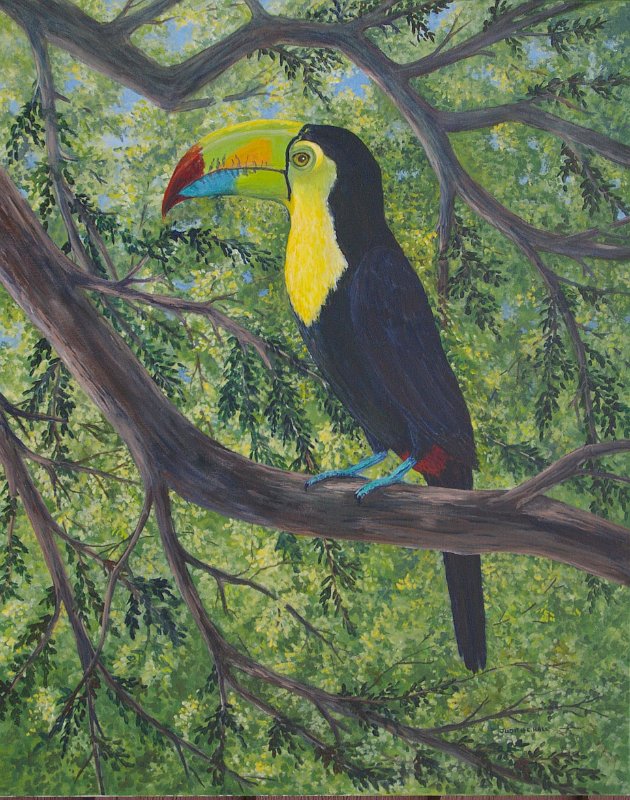 KeelBilledToucan.jpg