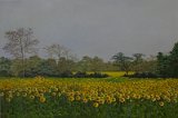 FieldsOfYellow.jpg