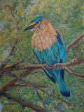 IndianRoller.jpg